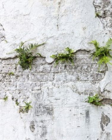 Murales Plants & Brick Wall de Les Dominotiers estilo Ladrillo