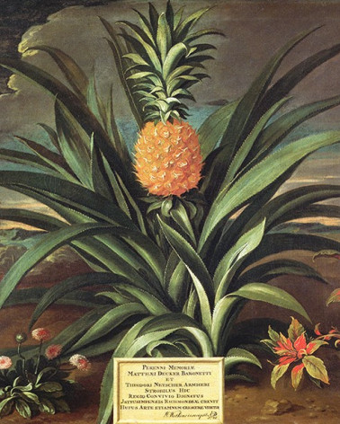 Murales Pineapple de Les Dominotiers estilo Vintage
