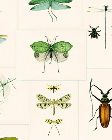 Mural con estilo Animales modelo Entomology de la marca Mind the Gap