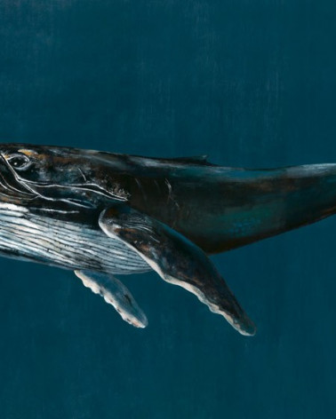 Murales Humpback Whale de estilo Animales de la marca Coordonné