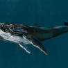 Murales Humpback Whale de estilo Animales de la marca Coordonné